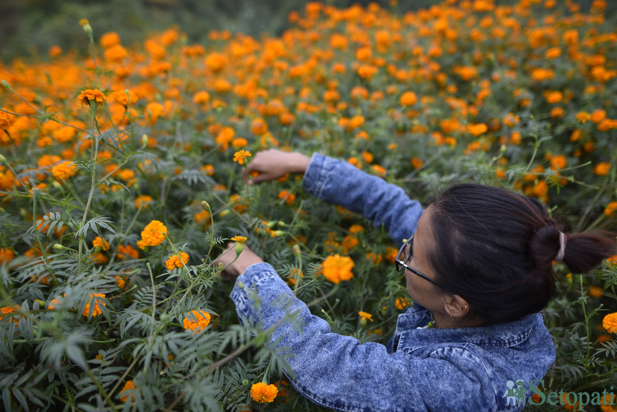 https://raracms.setopati.com/uploads/shares/2019/01/sujita/Marigold flowers for the Tihar Festival (1).JPG